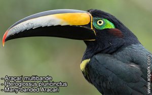Araçari multibande – Pteroglossus pluricinctus – Many-banded Aracari
