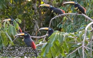 Araçari multibande – Pteroglossus pluricinctus – Many-banded Aracari