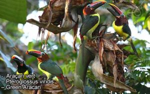 Araçari vert – Pteroglossus viridis – Green Aracari