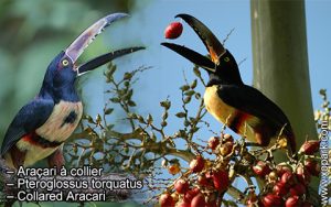 Araçari à collier – Pteroglossus torquatus – Collared Aracari