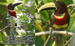 Araçari à double collier – Pteroglossus bitorquatus – Red-necked Aracari