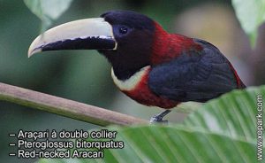 Araçari à double collier – Pteroglossus bitorquatus – Red-necked Aracari