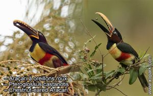 Araçari à oreillons roux – Pteroglossus castanotis – Chestnut-eared Aracari