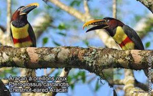 Araçari à oreillons roux – Pteroglossus castanotis – Chestnut-eared Aracari
