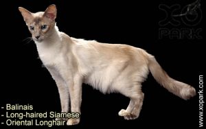 Balinais, Long-haired Siamese, Oriental Longhair, Balinesen, Chats siamois à poils longs, le chat balinais