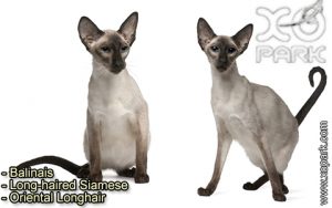Balinais, Long-haired Siamese, Oriental Longhair, Balinesen, Chats siamois à poils longs, le chat balinais