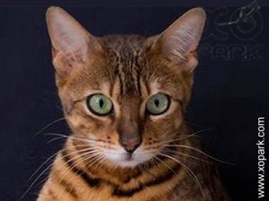 Bengal - Bengal cat - Félidés (Félins, Felidae) - Bengal (Katzenrasse)
