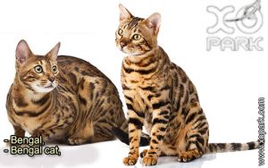 Bengal - Bengal cat - Félidés (Félins, Felidae) - Bengal (Katzenrasse)