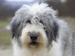 Crobanesc Romanisc Mioritic, Romanian Mioritic, Mioritic Shepherd, Ciobănesc Mioritic, Romanian Mioritic Shepherd Dog