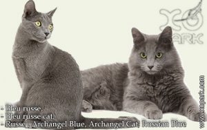 Bleu russe, Bleu russe cat, Russe , Archangel Blue, Archangel Cat, Russian Blue