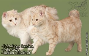 Bobtail des Kouriles, Felis catus, kurilian bobtail cat