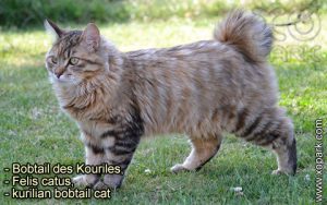 Bobtail des Kouriles, Felis catus, kurilian bobtail cat