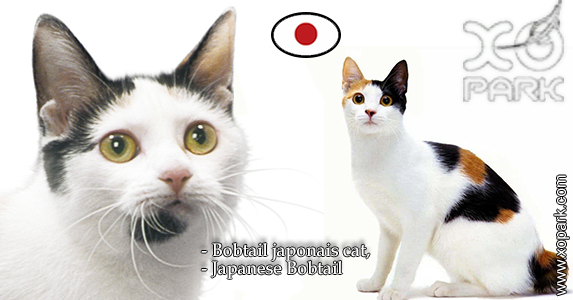 Bobtail japonais - Japanese Bobtail - Félidés (Félins, Felidae)
