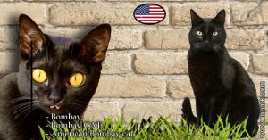 Bombay; Bombay CAT; American Bombay cat