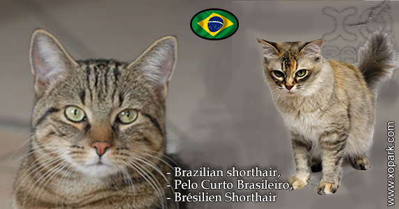 Brazilian shorthair, Pelo Curto Brasileiro, Brésilien Shorthair