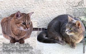 Brazilian shorthair, Pelo Curto Brasileiro, Brésilien Shorthair