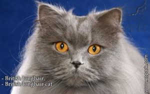 British longhair, British longhair cat