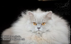British longhair, British longhair cat