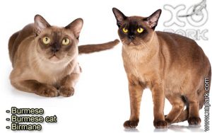 Burmese, Burmese - Burmese cat - Birmane, Félidés (Félins, Felidae)