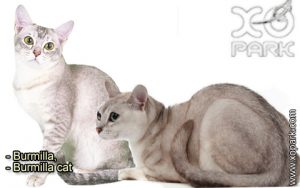 Burmilla - Burmilla cat - Félidés (Félins, Felidae)