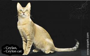 Ceylan, Ceylon cat,