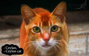 Ceylan, Ceylon cat,