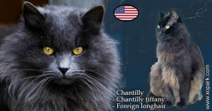 Chantilly - Chantilly-tiffany ou Chantilly tiffany - Foreign longhair
