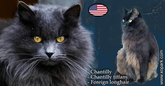 Chantilly - Chantilly-tiffany ou Chantilly tiffany - Foreign longhair