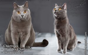Chartreux - Chat des Chartreux - Chartreux - Chartreux cat