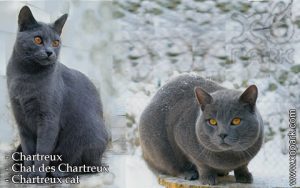 Chartreux - Chat des Chartreux - Chartreux - Chartreux cat