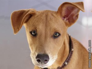 Chien africain - African Dog - Bantu Dog - Tswana breed dog - Africanis ...