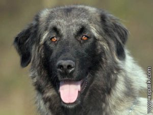 Chien de l’Atlas - Aidi - Aïdi - Atlas Shepherd Dog - Berber Dog