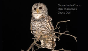 Chouette du Chaco - Strix chacoensis - Chaco Owl
