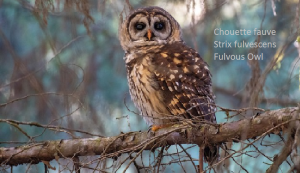 Chouette fauve - Strix fulvescens - Fulvous Owl