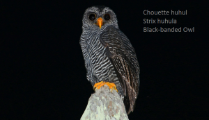 Chouette huhul - Strix huhula - Black-banded Owl