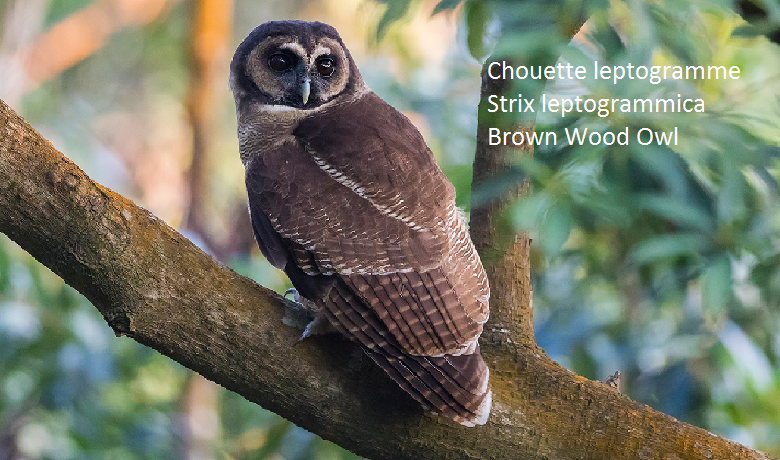 Chouette leptogramme - Strix leptogrammica - Brown Wood Owl