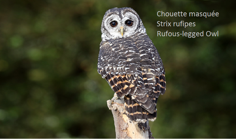 Chouette masquée - Strix rufipes - Rufous-legged Owl