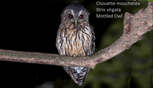 Chouette mouchetée - Strix virgata - Mottled Owl