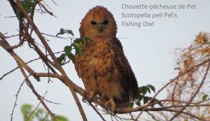 Chouette-pêcheuse de Pel - Scotopelia peli Pel's - Fishing Owl