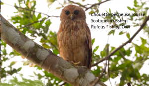 Chouette-pêcheuse rousse - Scotopelia ussheri - Rufous Fishing Owl
