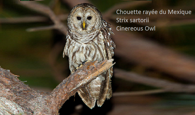 Chouette rayée du Mexique - Strix sartorii - Cinereous Owl