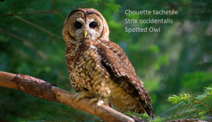 Chouette tachetée - Strix occidentalis - Spotted Owl