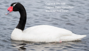 Cygne à cou noir Cygnus melancoryphus Black-necked Swan
