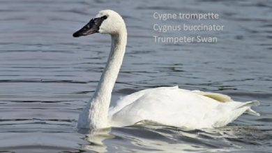 Cygne trompette Cygnus buccinator Trumpeter Swan