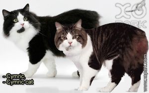 Cymric - Cymric cat - Félidés (Félins, Felidae) - Cymric (Katze)
