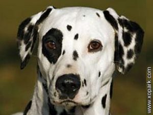 Dalmatien - Dalmatian - Carriage Dog, Spotted Coach Dog - Firehouse Dog