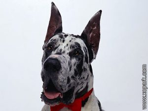 Danois - Great Dane - Deutsche Dogge - German Mastiff - Apollo of Dogs - Gentle