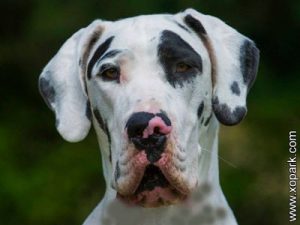 Dogue allemand, Danois - Great Dane - Deutsche Dogge - German Mastiff - Apollo of Dogs - Gentle - Dogue allemand ou Grand danois