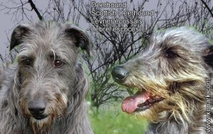 Deerhound - Scottish Deerhound - Lévrier écossais - Lebrel escocés