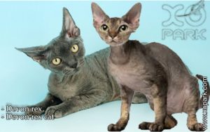 Devon rex - Devon - Devon rex cat - Félidés (Félins, Felidae)